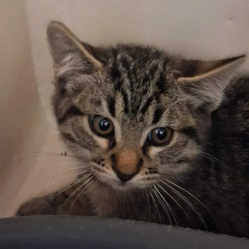 A baby small-sized male Tabby (Buff / Tan / Fawn) Domestic Short Hair cat named Barrell for adoption in Ridgway, CO