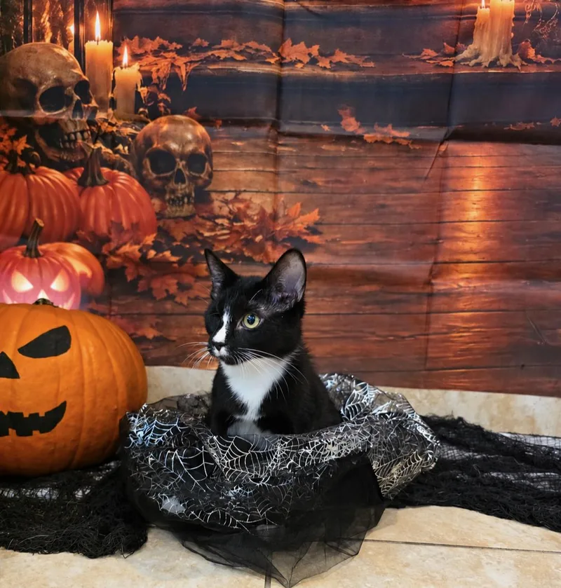 A young medium-sized female Tuxedo cat named China for adoption in Gainesville, FL