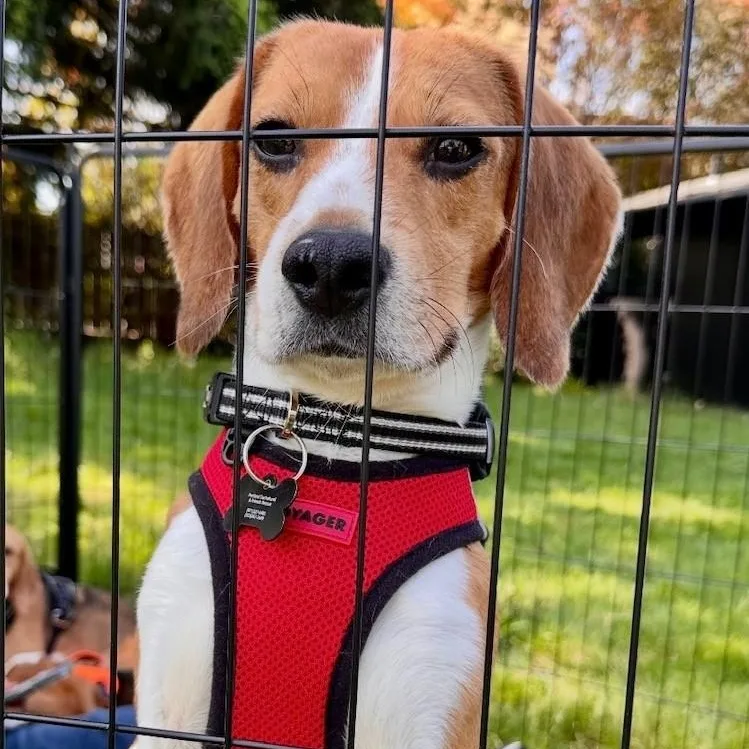 A young small-sized male Tricolor (Brown, Black, & White) Beagle dog named Oliver for adoption in Portland, OR