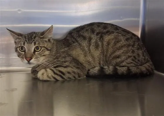 A young medium-sized male Domestic Short Hair cat named Max for adoption in Gardena, CA