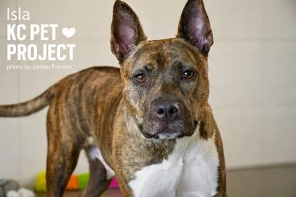 An adult large-sized female Brown / Chocolate Pit Bull Terrier dog named Isla for adoption in Kansas City, MO
