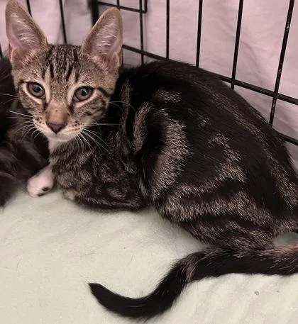 A young small-sized male Domestic Short Hair cat named Bon Jovi for adoption in Phoenix, AZ