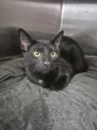 A young medium-sized male Domestic Short Hair cat named Enoch for adoption in Columbus, IN