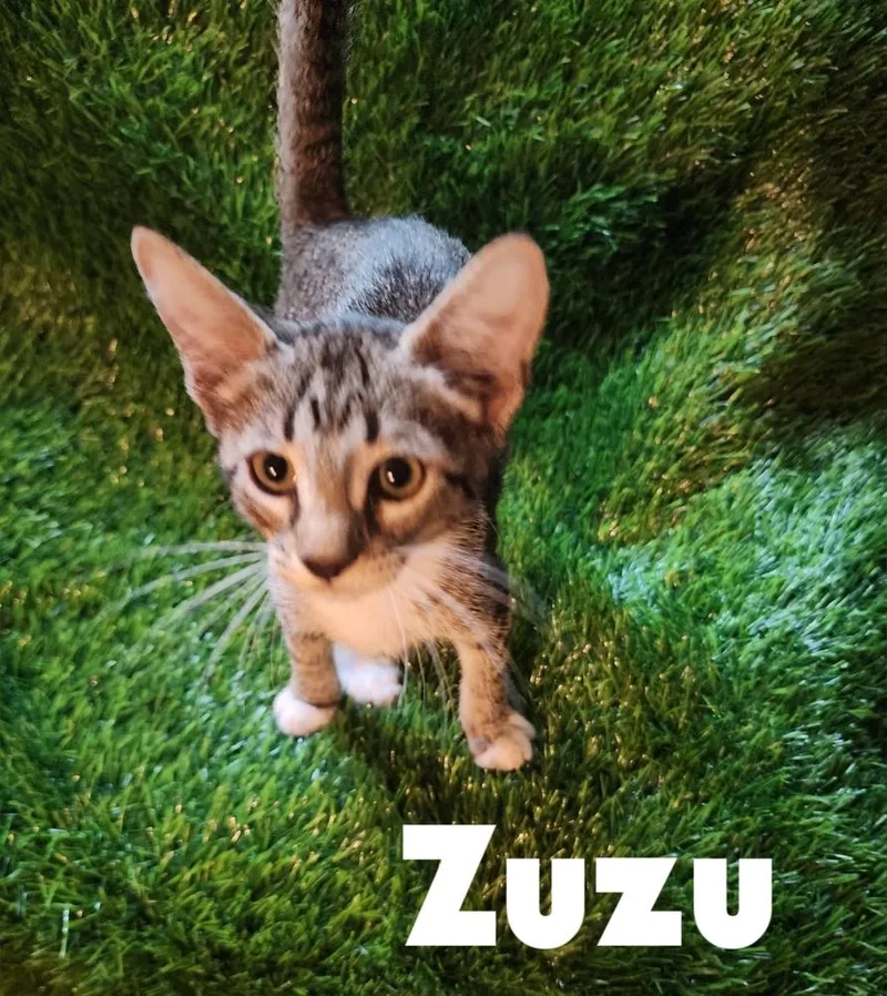 Zuzu