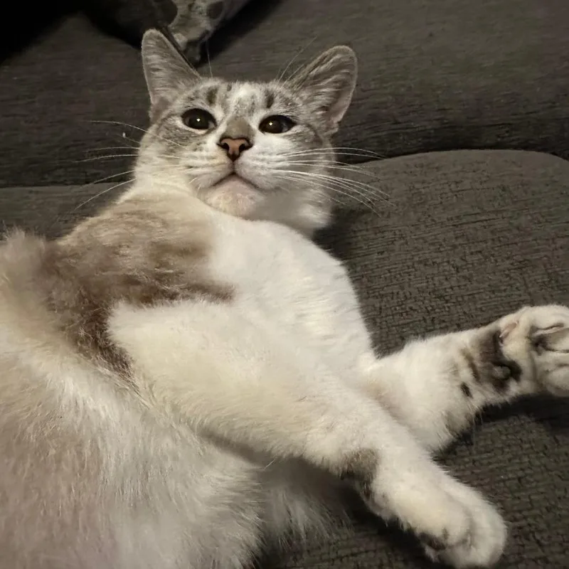 An adult small-sized female White Domestic Short Hair cat named Bella Mae for adoption in Tustin, CA