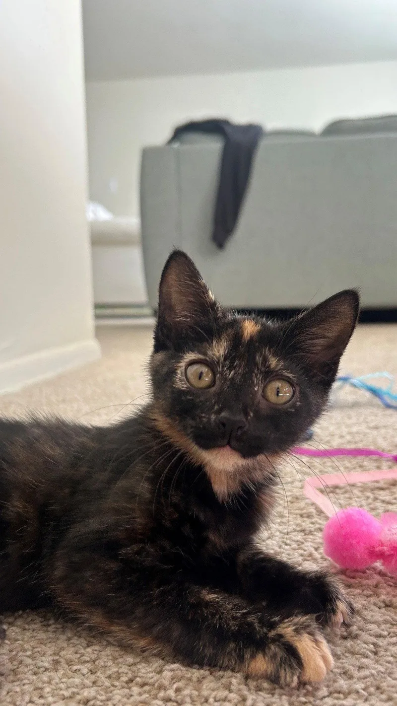 A baby medium-sized female Domestic Short Hair cat named Campus for adoption in Broomall, PA