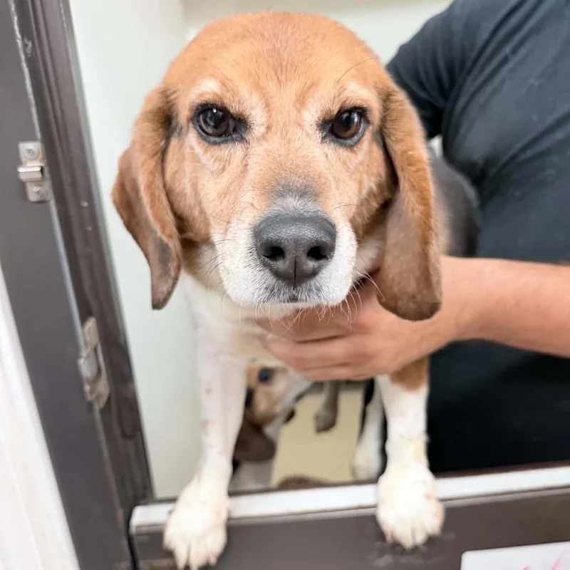 An adult medium-sized male Brown / Chocolate Beagle dog named Jackson "potluck" Pollock  for adoption in Chino Hills, CA