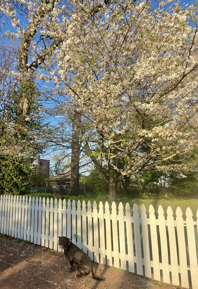 Lady Bird thumbnail 2