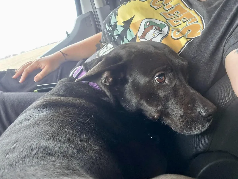 Lady Bird thumbnail 3