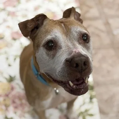 A senior medium-sized female Pit Bull Terrier dog named Cali for adoption in Worcester, MA