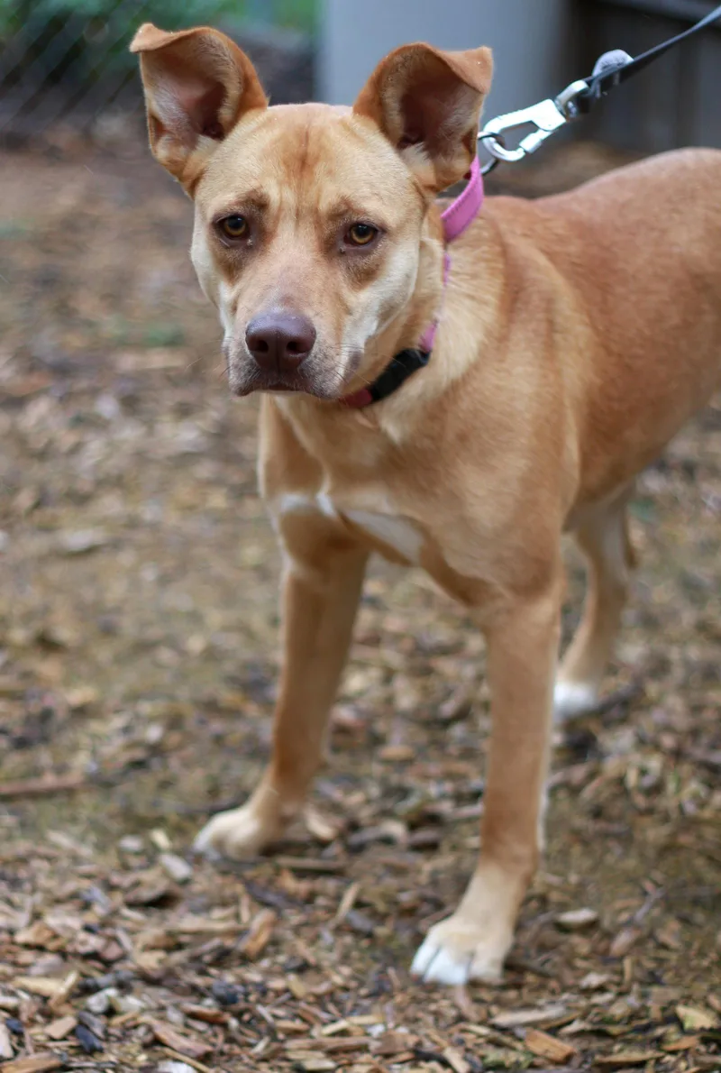 A young medium-sized female Shepherd dog named Letty for adoption in Mankato, MN