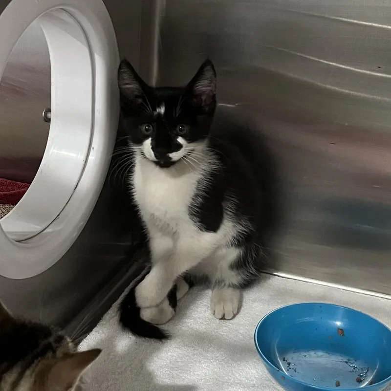 Oreo