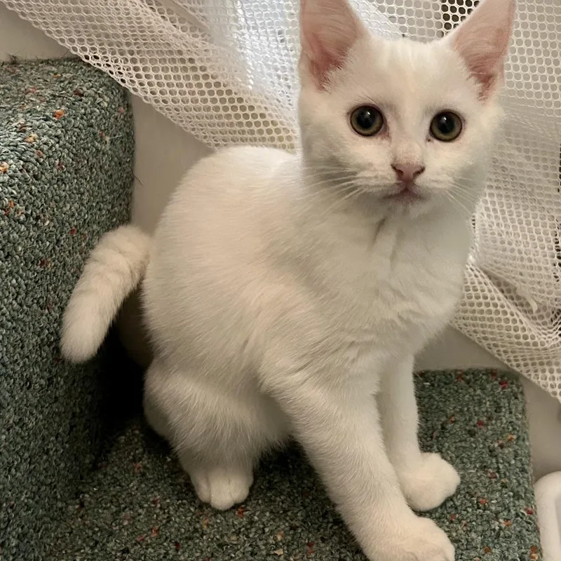 A baby medium-sized male Domestic Short Hair cat named Yeti for adoption in Warwick, RI