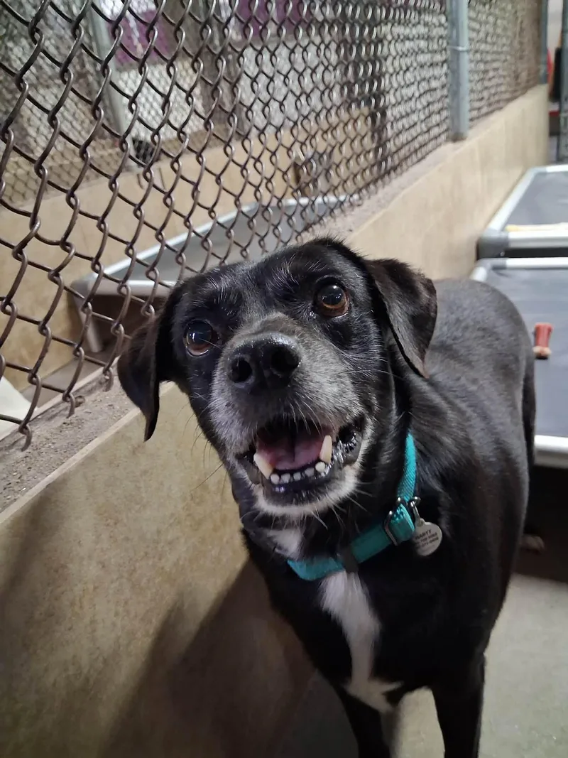 A senior medium-sized male Black Chihuahua dog named Crescendo for adoption in Phoenix, AZ