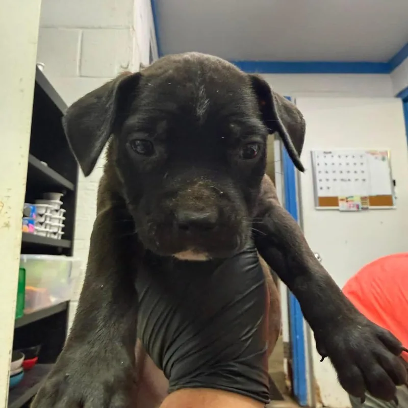 A baby small-sized male Black Pit Bull Terrier dog named Orion for adoption in Port Aransas, TX