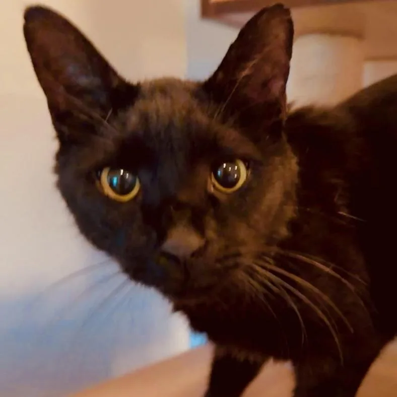 An adult small-sized male Black Domestic Short Hair cat named Scottie Pippen Ansar for adoption in Merrifield, VA