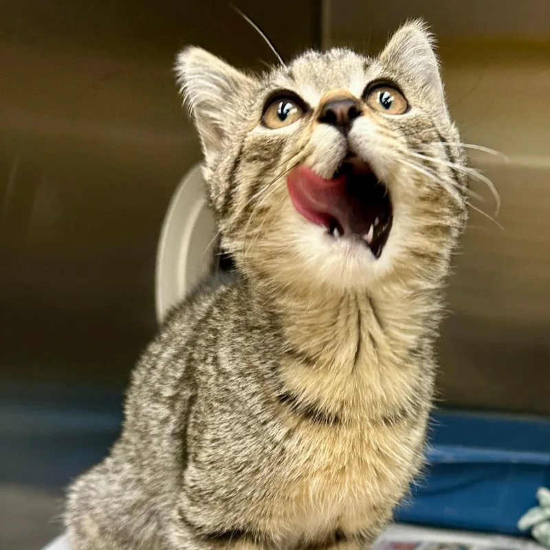 A baby small-sized female Brown / Chocolate Domestic Short Hair cat named Violet C for adoption in Princeton, MN