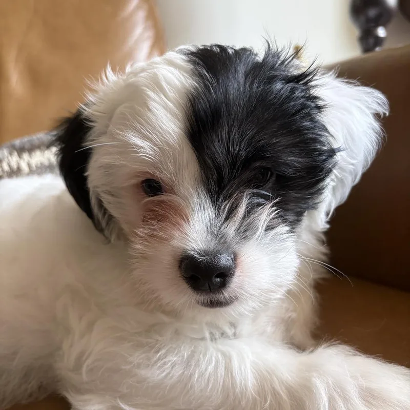 A baby small-sized male White / Cream Shih Tzu dog named Hoppy for adoption in Aberdeen, NC