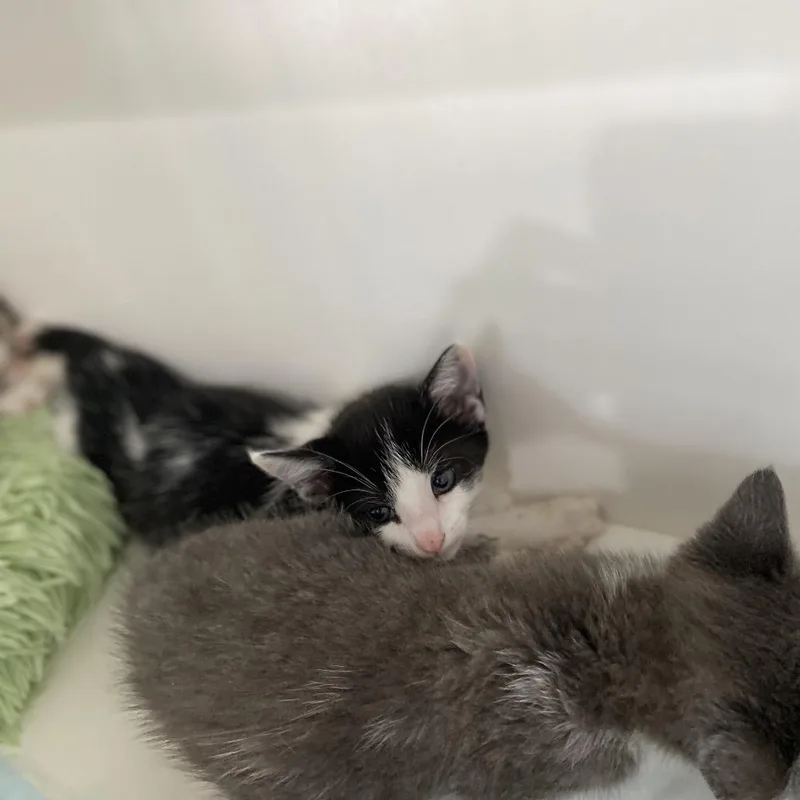 A baby small-sized male Black Domestic Short Hair cat named Rolo for adoption in Elizabeth City, NC