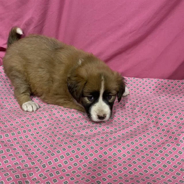 A baby small-sized female Australian Shepherd dog named A for adoption in Modesto, CA