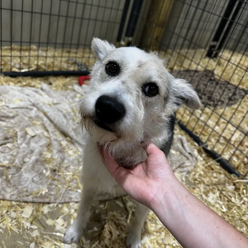 An adult medium-sized male Gray / Blue / Silver Schnauzer dog named Buddy for adoption in Seguin, TX