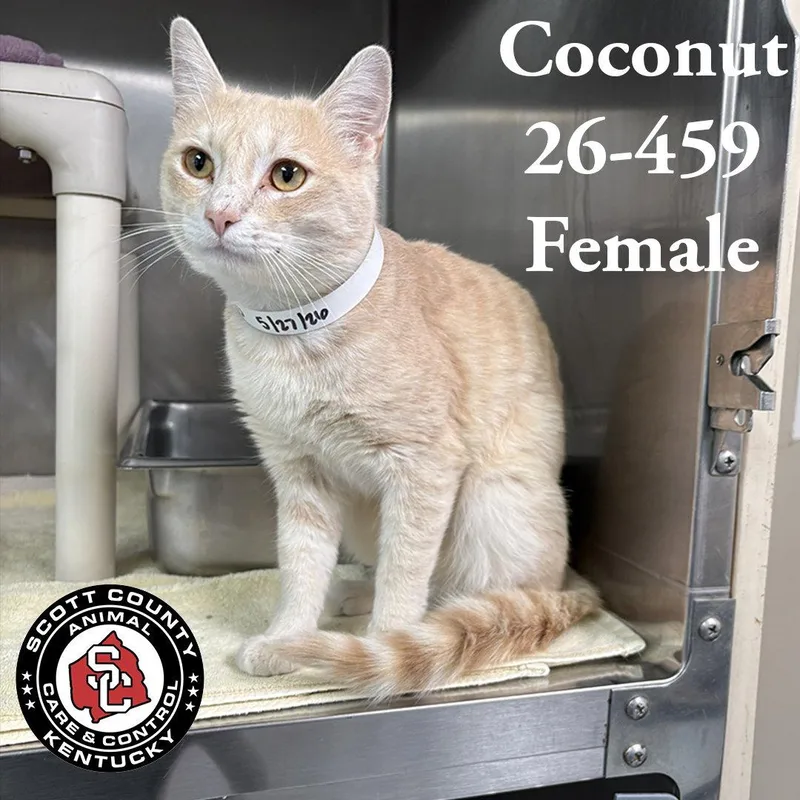 An adult small-sized female Orange / Red Domestic Short Hair cat named Coconut for adoption in Georgetown, KY