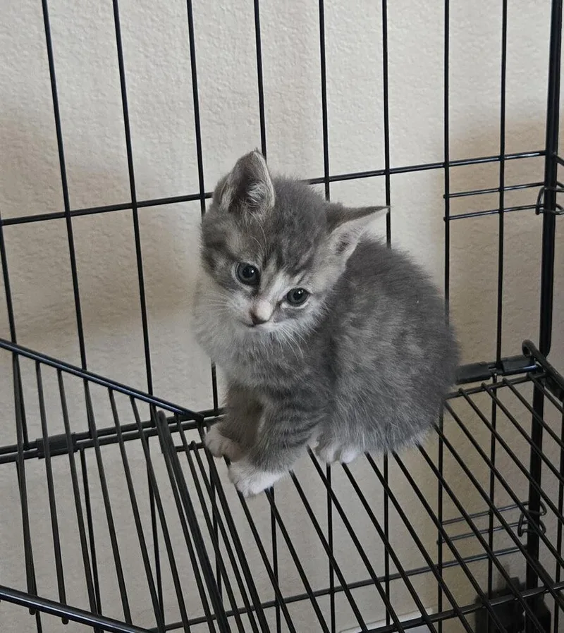 A baby small-sized male Gray & White Domestic Short Hair cat named Anthony for adoption in Lancaster, CA