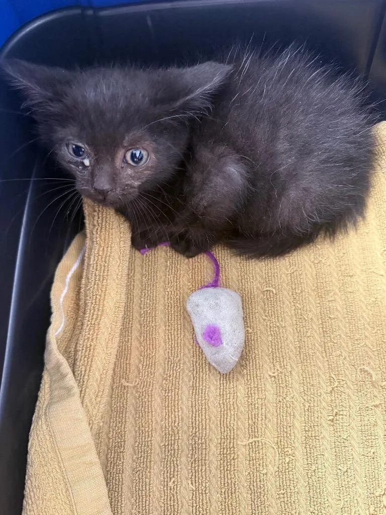 A baby medium-sized male American Shorthair cat named Rocket for adoption in Van Wert, OH