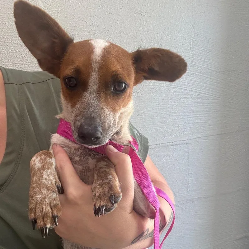 A young small-sized female Chihuahua dog named Berry for adoption in Clanton, AL
