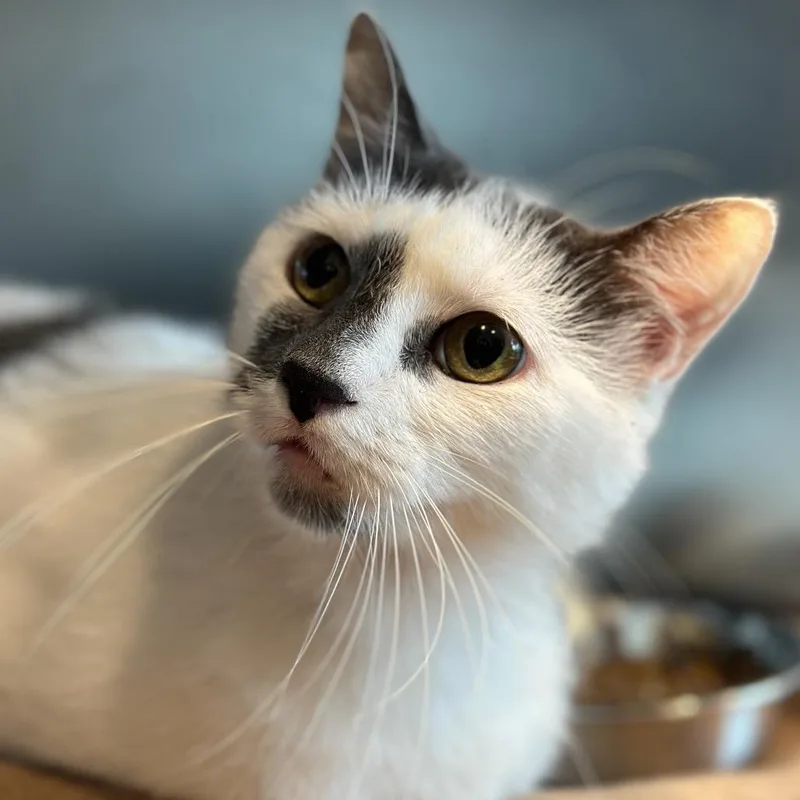 An adult large-sized male Gray / Blue / Silver Domestic Short Hair cat named Watson for adoption in Matteson, IL