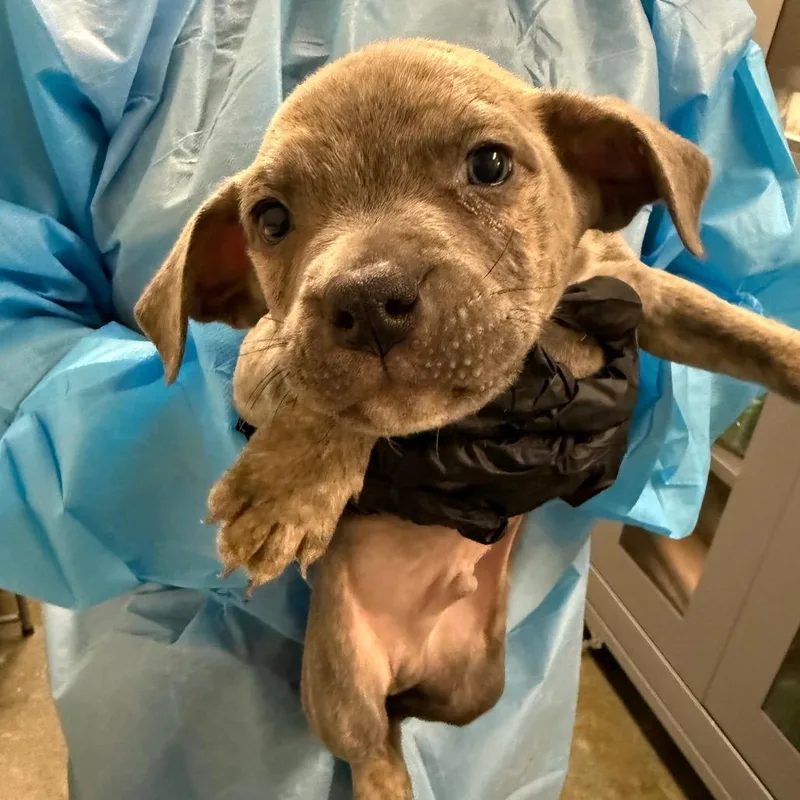 A baby small-sized male Gray / Blue / Silver Pit Bull Terrier dog named Coogee for adoption in Los Angeles, CA