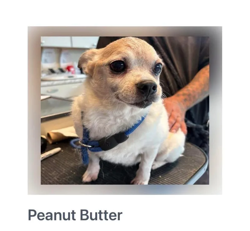 Peanut Butter
