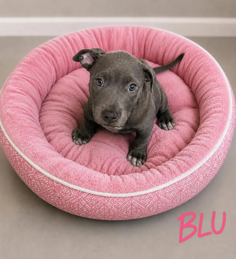 A baby medium-sized female Gray / Blue / Silver Pit Bull Terrier dog named Blu for adoption in Momence, IL