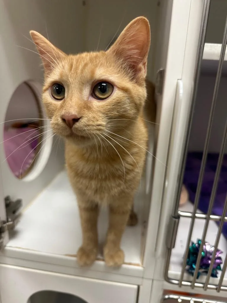 A baby small-sized male Domestic Short Hair cat named SeasmokeMax for adoption in Johnson City, TN