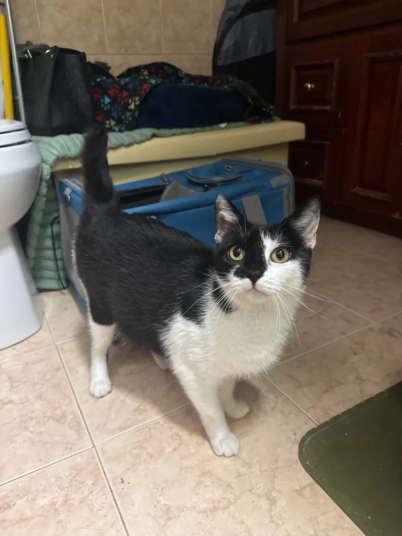 An adult medium-sized female Black & White / Tuxedo Domestic Short Hair cat named Princess for adoption in Freeport, NY