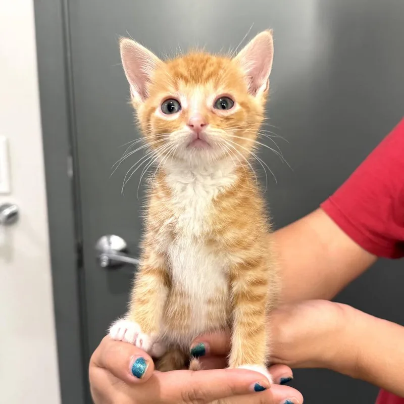A baby small-sized male Orange / Red Domestic Short Hair cat named Po for adoption in Long Beach, CA