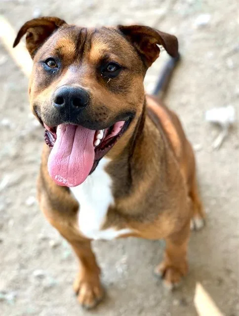 An adult large-sized male Pit Bull Terrier dog named Sweetheart for adoption in Riverside, CA