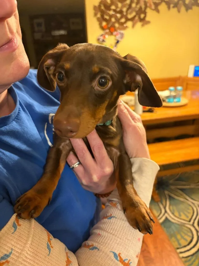 A baby small-sized male Dachshund dog named Pickles for adoption in Libertyville, IL