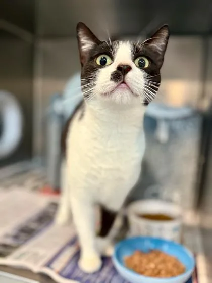 An adult medium-sized female Domestic Short Hair cat named Daisy for adoption in Daytona Beach, FL