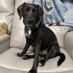 An adult small-sized female Black Dachshund dog named Molly for adoption in Winter Haven, FL