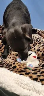 Molly thumbnail 4