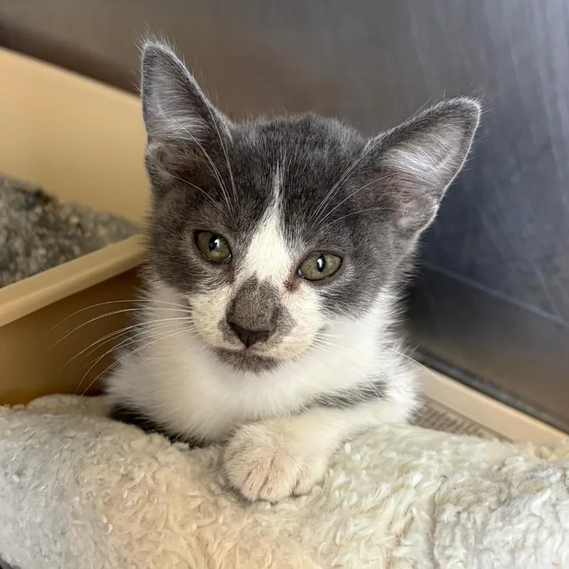 A baby small-sized female Domestic Short Hair cat named Rug for adoption in San Antonio, TX