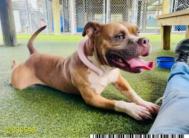 An adult large-sized male Mixed Breed dog named Itadori for adoption in West Palm Beach, FL
