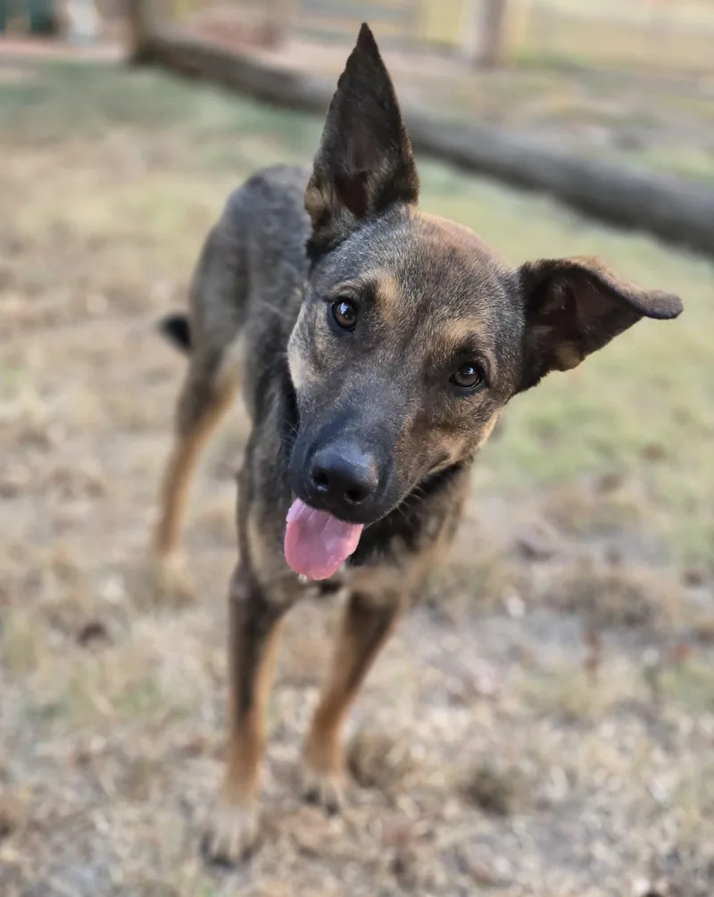 A young medium-sized female Belgian Shepherd / Malinois dog named Zelda for adoption in Okemah, OK