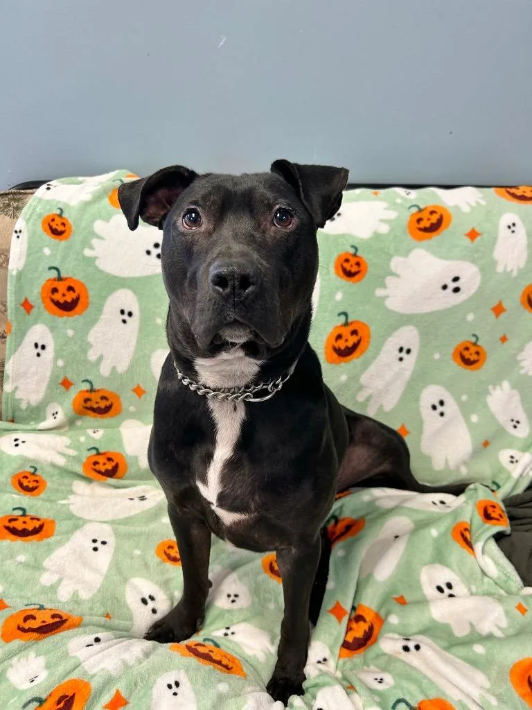 A young medium-sized male Pit Bull Terrier dog named Wyatt for adoption in Marion, OH