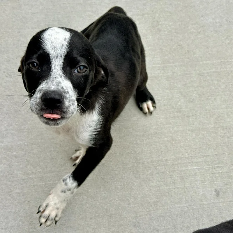 A baby small-sized female Black Labrador Retriever dog named Star for adoption in Matteson, IL