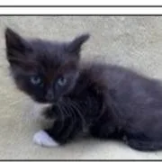 A baby small-sized male Black Domestic Medium Hair cat named Scott for adoption in Wappingers Falls, NY