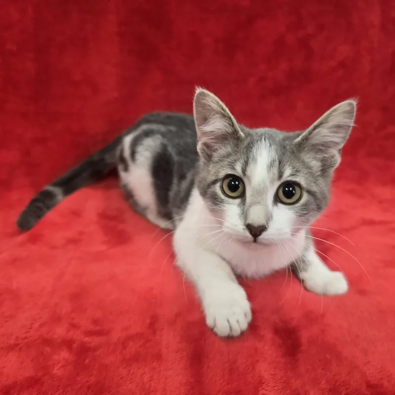 A baby medium-sized male Domestic Short Hair cat named Stewey for adoption in Frankfort, IN