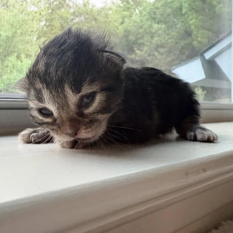 A baby small-sized female Brown / Chocolate Domestic Short Hair cat named Yam Mochi for adoption in Austin, TX