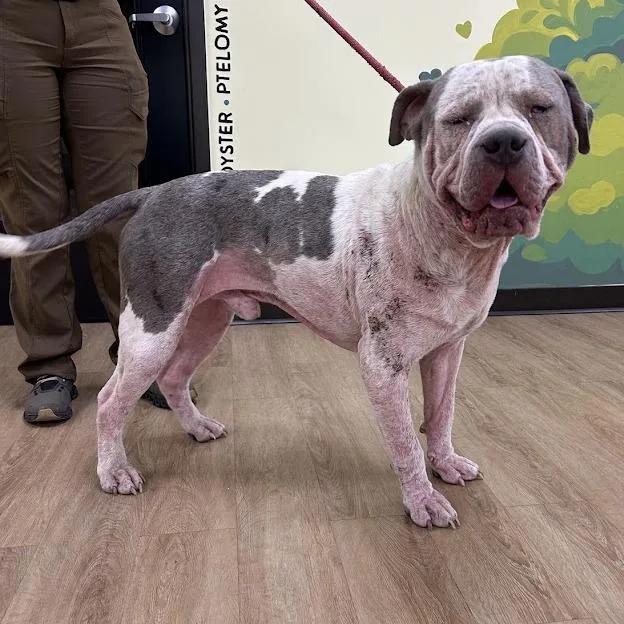 A young large-sized male Gray / Blue / Silver Mastiff dog named Walter for adoption in Verona, VA